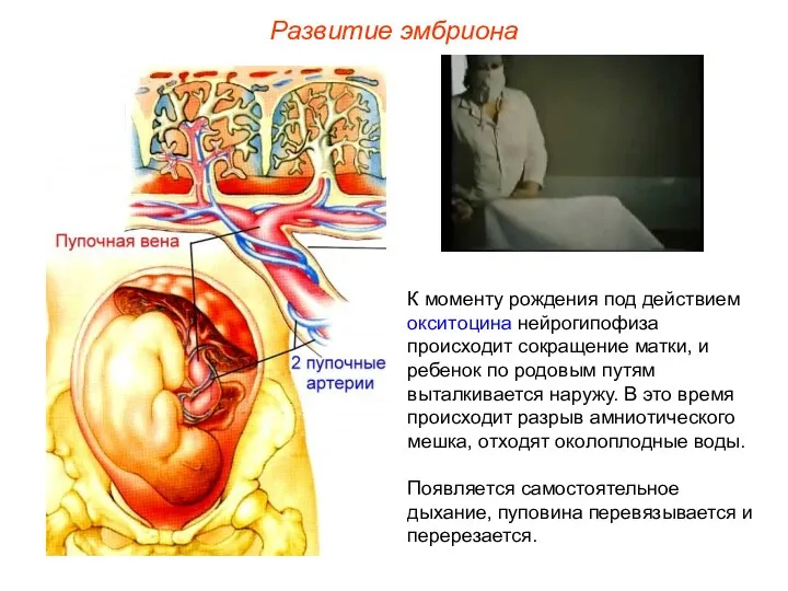 К моменту рождения под действием окситоцина нейрогипофиза происходит сокращение матки,