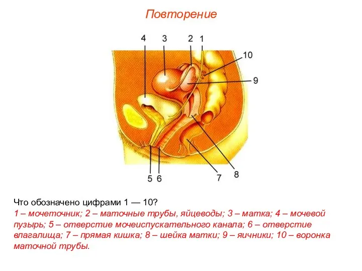 Повторение Что обозначено цифрами 1 — 10? 1 – мочеточник;