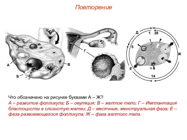 Повторение Что обозначено на рисунке буквами А – Ж? А