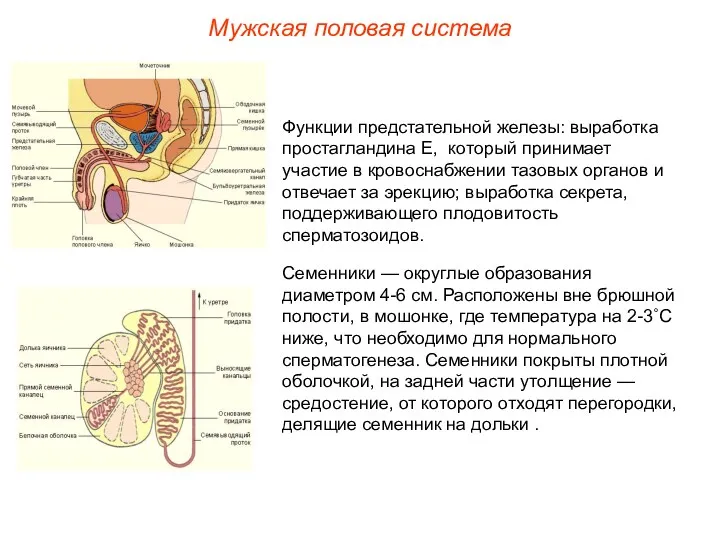 Функции предстательной железы: выработка простагландина Е, который принимает участие в