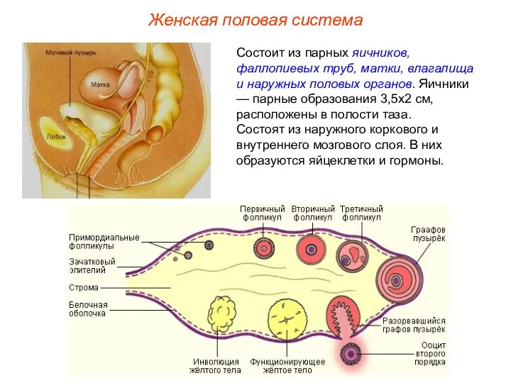 Женская половая система Состоит из парных яичников, фаллопиевых труб, матки,