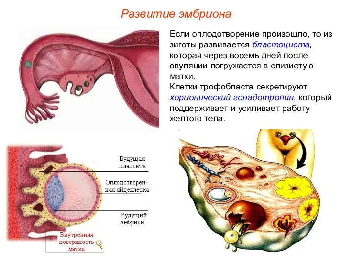 Развитие эмбриона Если оплодотворение произошло, то из зиготы развивается бластоциста,