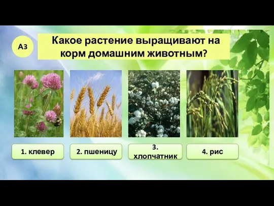 Какое растение выращивают на корм домашним животным? 2. пшеницу А3 4. рис 1. клевер 3. хлопчатник