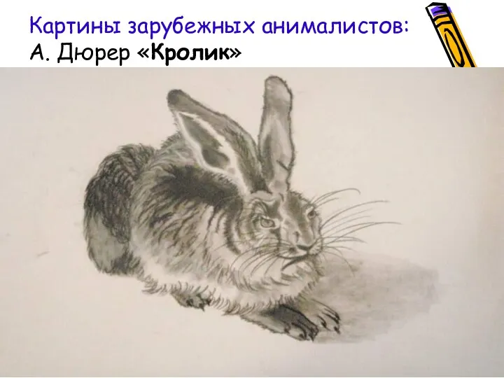 Картины зарубежных анималистов: А. Дюрер «Кролик»