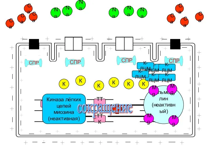 ТТК ТТК ТТК ТТК ТТК ТТК Кальмодулин (неактивный) Mg К