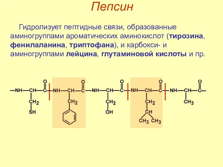 Пепсин Гидролизует пептидные связи, образованные аминогруппами ароматических аминокислот (тирозина, фенилаланина,