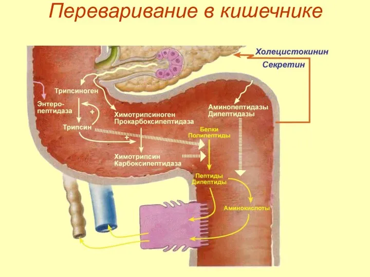 Переваривание в кишечнике