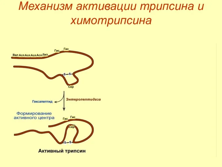 Механизм активации трипсина и химотрипсина