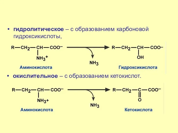 гидролитическое – с образованием карбоновой гидроксикислоты, окислительное – с образованием кетокислот.