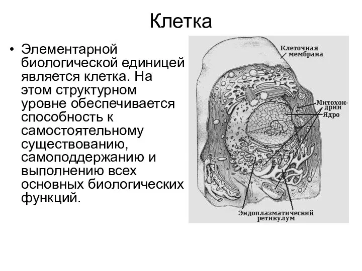 Клетка Элементарной биологической единицей является клетка. На этом структурном уровне