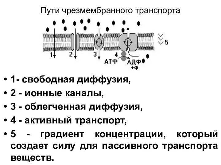 Пути чрезмембранного транспорта 1- свободная диффузия, 2 - ионные каналы,