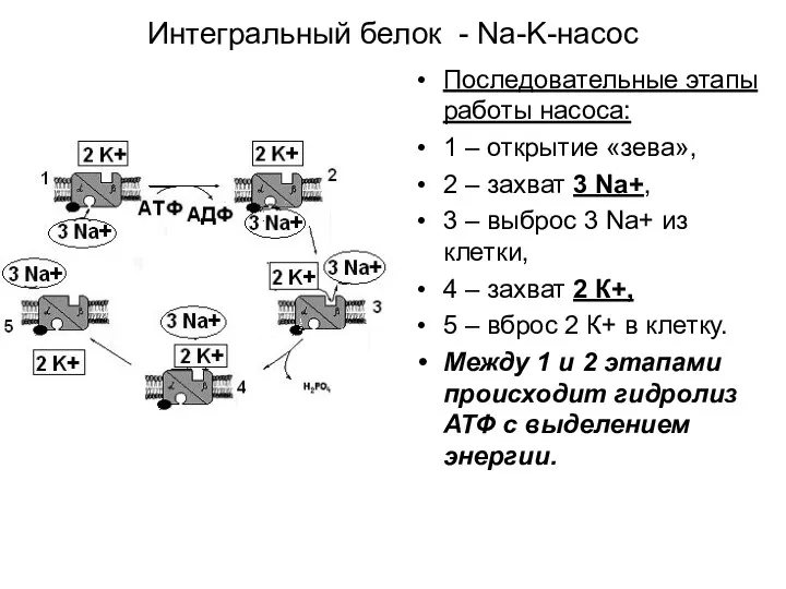 Интегральный белок - Na-K-насос Последовательные этапы работы насоса: 1 –