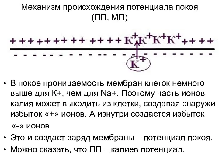 Механизм происхождения потенциала покоя (ПП, МП) В покое проницаемость мембран