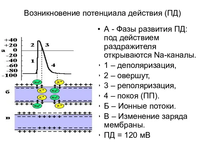 Возникновение потенциала действия (ПД) А - Фазы развития ПД: под