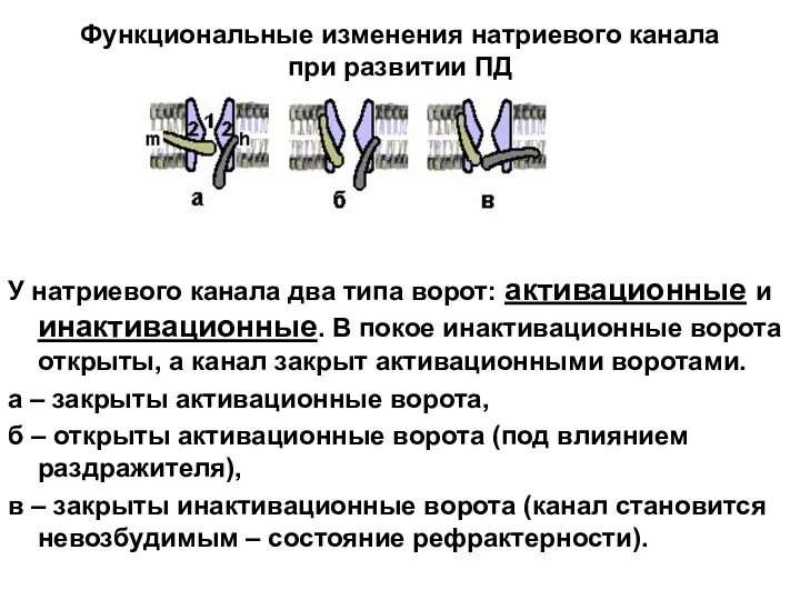 Функциональные изменения натриевого канала при развитии ПД У натриевого канала