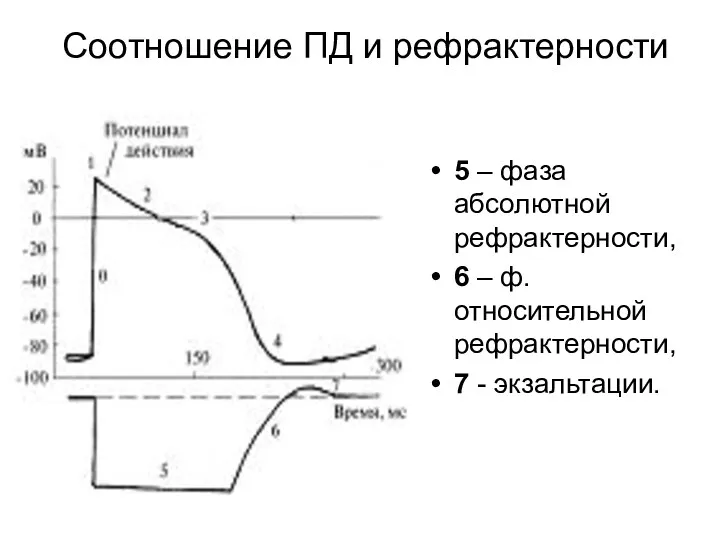 Соотношение ПД и рефрактерности 5 – фаза абсолютной рефрактерности, 6