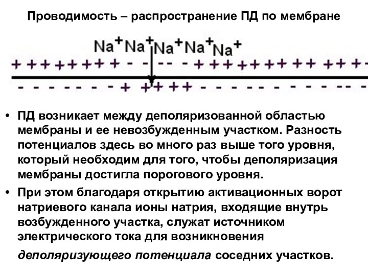 Проводимость – распространение ПД по мембране ПД возникает между деполяризованной