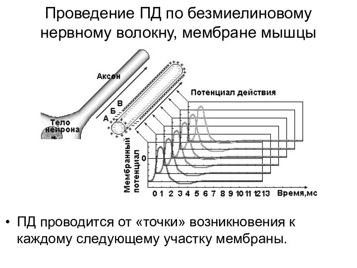 Проведение ПД по безмиелиновому нервному волокну, мембране мышцы ПД проводится