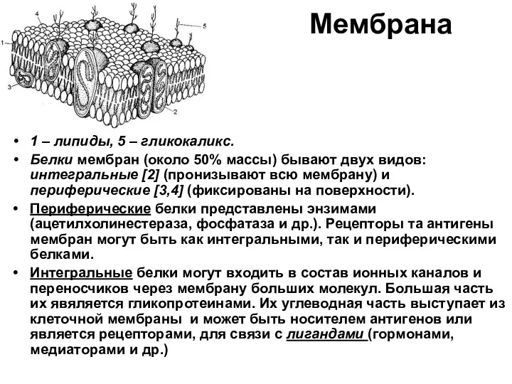 Мембрана 1 – липиды, 5 – гликокаликс. Белки мембран (около