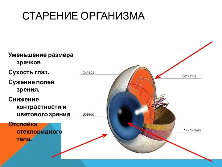 СТАРЕНИЕ ОРГАНИЗМА Уменьшение размера зрачков Сухость глаз. Сужение полей зрения. Снижение контрастности и