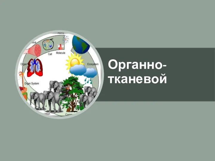 Органно-тканевой