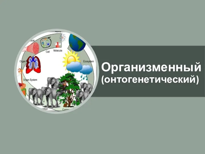 Организменный (онтогенетический)