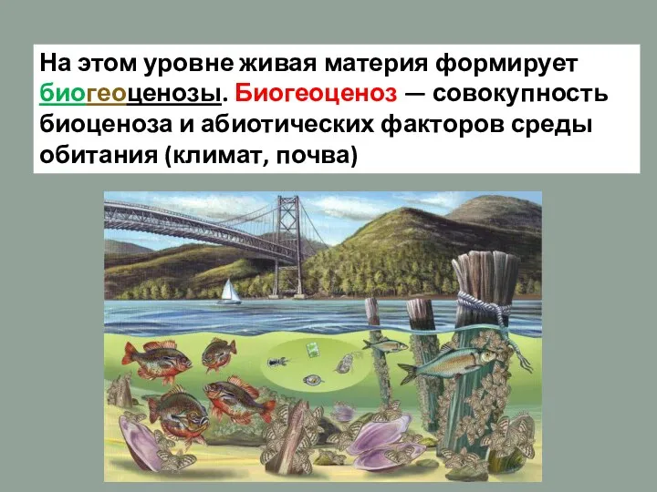 На этом уровне живая материя формирует биогеоце­нозы. Биогеоценоз — совокупность