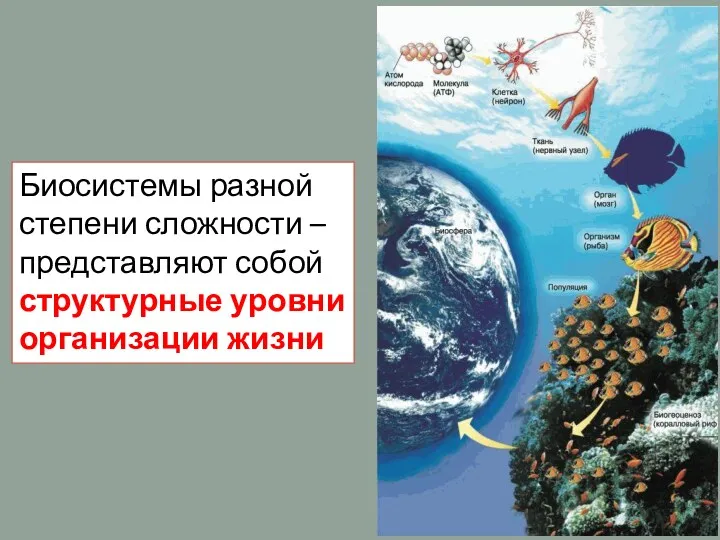 Биосистемы разной степени сложности – представляют собой структурные уровни организации жизни