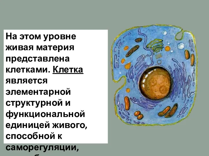 На этом уровне живая материя представлена клетками. Клетка является элементарной