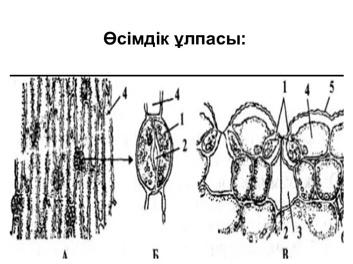 Өсімдік ұлпасы: