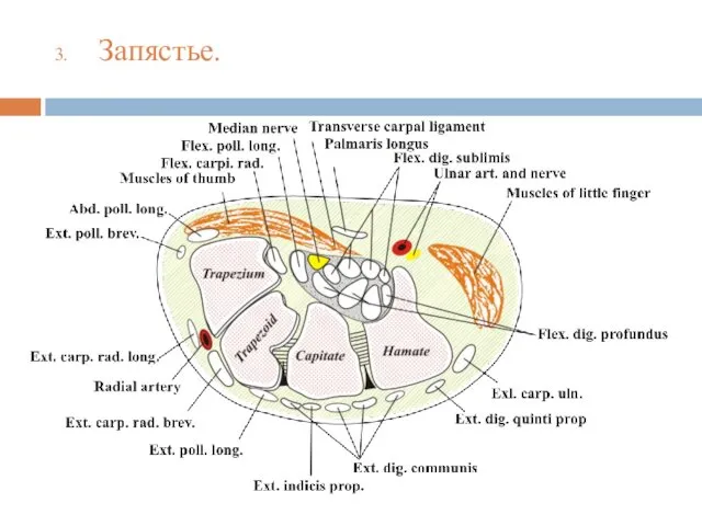 Запястье.