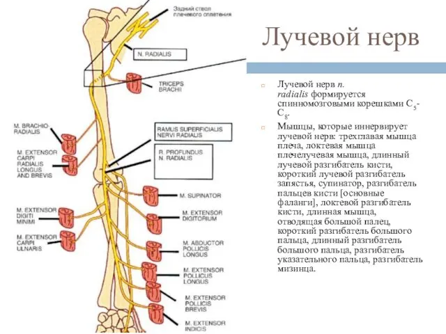 Лучевой нерв Лучевой нерв n. radialis формируется спинномозговыми корешками С5-С8.