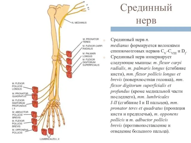 Срединный нерв Срединный нерв n. medianus формируется волокнами спинномозговых нервов