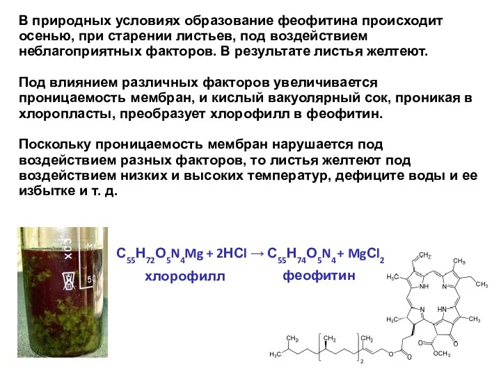 В природных условиях образование феофитина происходит осенью, при старении листьев,