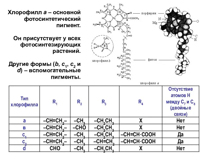 Хлорофилл а – основной фотосинтетический пигмент. Он присутствует у всех