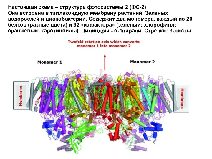Настоящая схема – структура фотосистемы 2 (ФС-2) Она встроена в