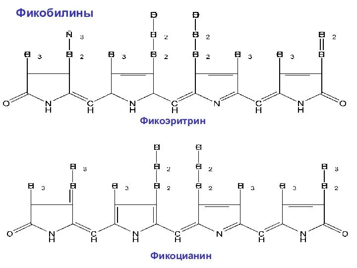 Фикобилины Фикоцианин Фикоэритрин