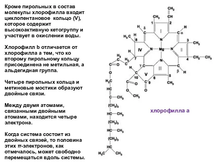 Кроме пирольных в состав молекулы хлорофилла входит циклопентановое кольцо (V),