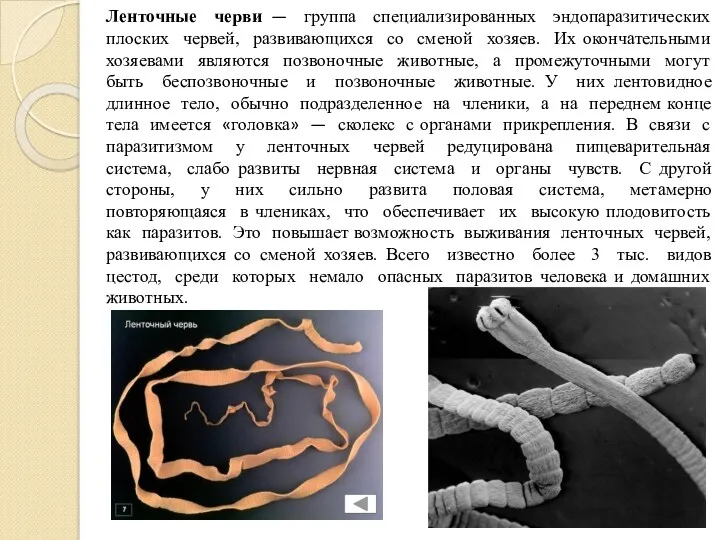 Ленточные черви — группа специализированных эндопаразитических плоских червей, развивающихся со