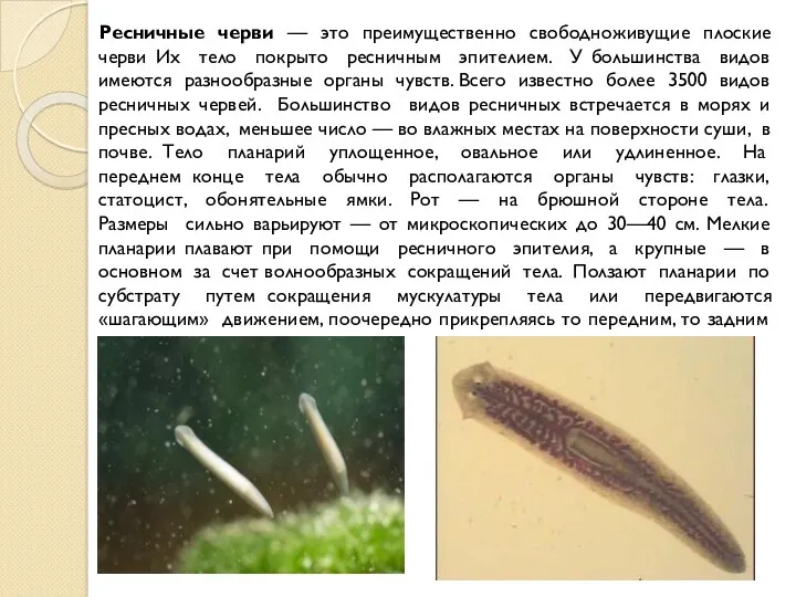 Ресничные черви — это преимущественно свободноживущие плоские черви Их тело