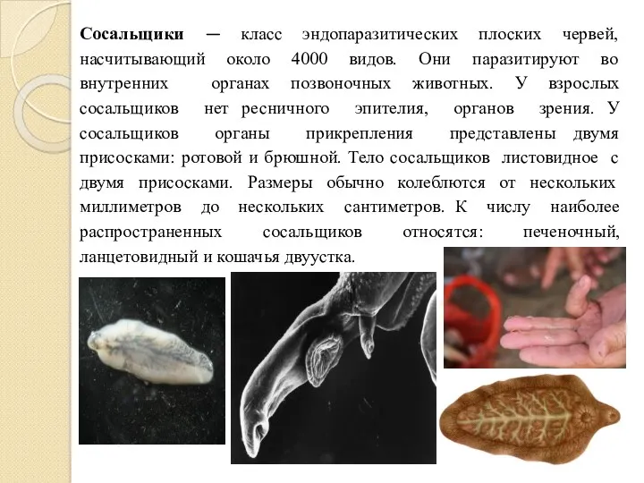 Сосальщики — класс эндопаразитических плоских червей, насчитывающий около 4000 видов.