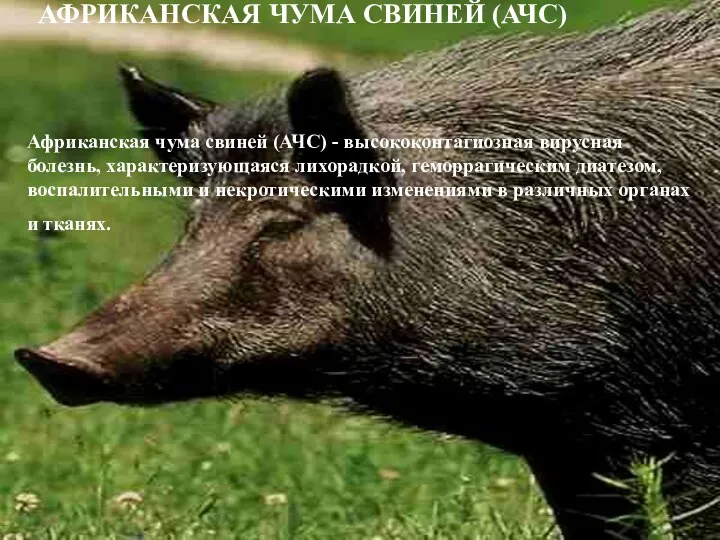 АФРИКАНСКАЯ ЧУМА СВИНЕЙ (АЧС) Африканская чума свиней (АЧС) - высококонтагиозная вирусная болезнь, характеризующаяся