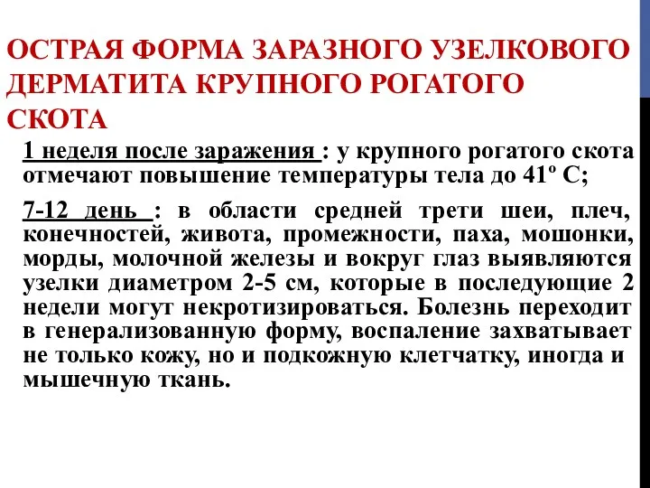 ОСТРАЯ ФОРМА ЗАРАЗНОГО УЗЕЛКОВОГО ДЕРМАТИТА КРУПНОГО РОГАТОГО СКОТА 1 неделя после заражения :