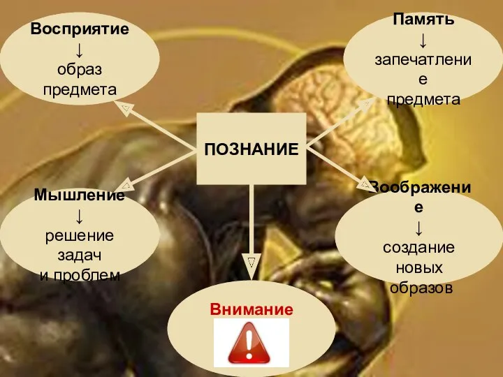 ПОЗНАНИЕ Память ↓ запечатление предмета Восприятие ↓ образ предмета Мышление