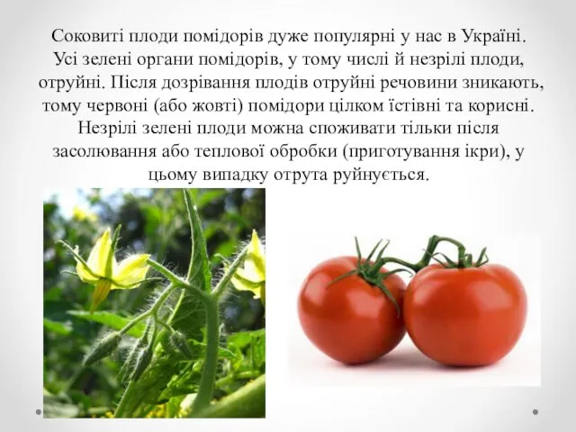 Соковиті плоди помідорів дуже популярні у нас в Україні. Усі