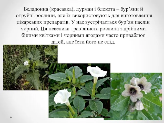 Беладонна (красавка), дурман і блекота – бурʼяни й отруйні рослини,