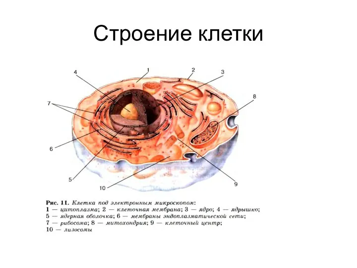 Строение клетки