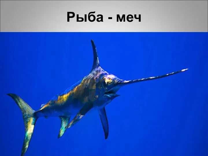 Рыба - меч