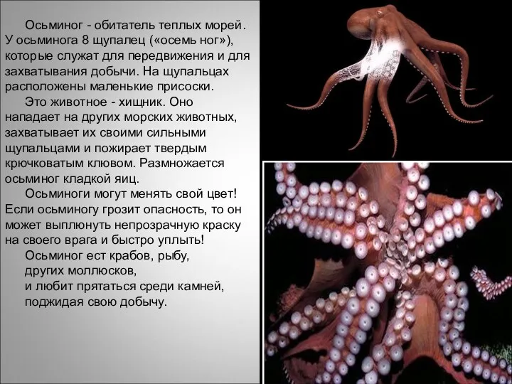 Осьминог - обитатель теплых морей. У осьминога 8 щупалец («осемь