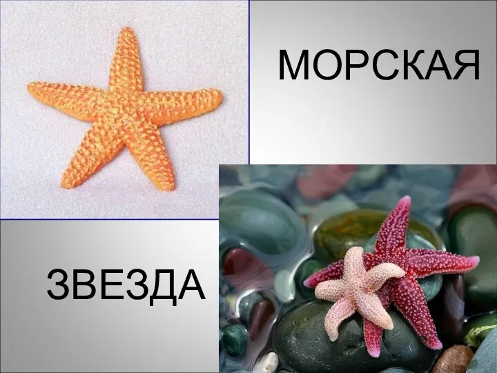 МОРСКАЯ ЗВЕЗДА